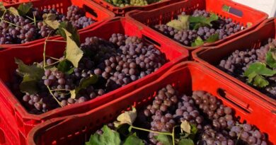 Neste ano foram entregues 8.525 quilos de uva.