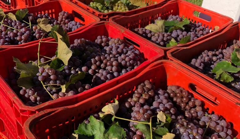 Neste ano foram entregues 8.525 quilos de uva.